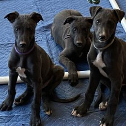 Greyhound Puppies from Trapple's Custom K-9's