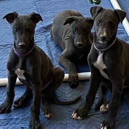 Greyhound Puppies from Trapple's Custom K-9's
