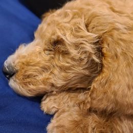 Cockapoo and Goldendoodle Puppies from Jolidoodles