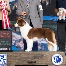 Salsa - Border Collie