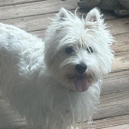 Lilly - West Highland White Terrier