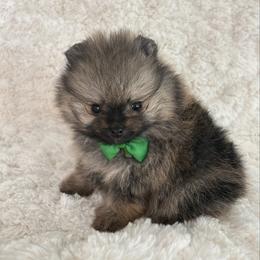 Green Collar Male - Red sable male Pomeranian puppy in Lehi, Utah from Candy Shop Poms