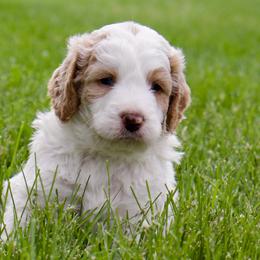Happy - male Australian Mountain Doodle puppy in Decatur, Illinois from Signature Doodles