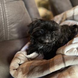 Shih Tzu Puppies from Lavender Lane Tzus
