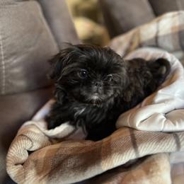 Shih Tzu Puppies from Lavender Lane Tzus