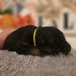 Selene Champagne Celeste Elite Von Haus (Yellow Collar) - Black and red female German Shepherd puppy in Grants Pass, Oregon from Elite Von Haus German Shepherds