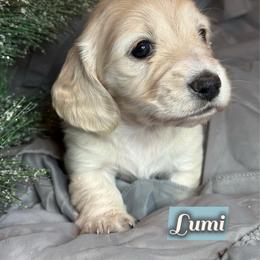 Lumi - Cream female Dachshund puppy in Meadville, Pennsylvania from Four Seasons Dachshunds
