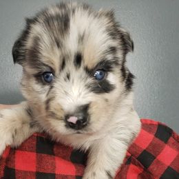 Pomeranian and Pomsky Puppies from Illinois Pomsky and Pomeranian