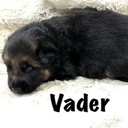 Vader - Black and red male German Shepherd puppy in Graham, Washington from Wildeflecken Shepherds