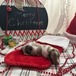 Pink - Piebald female Dachshund puppy in Lamar, Colorado from Charlie’s Mini Dachshunds