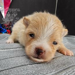 Pepper's Beeswax - Bee - Cream female Pomeranian puppy in Plant City, Florida from Pepper's Pomeranians