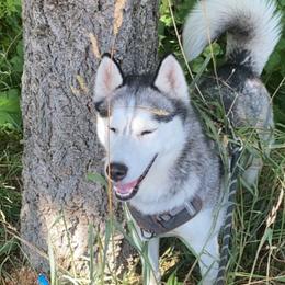 Chiva - Siberian Husky