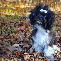 Companion Cross, Havanese, Mal-Shi, Maltese, Maltipoo, Morkie, and Shih Tzu Puppies from Seeking Shalom Acres Maltese, Maltipoos & Havamalts