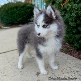 Zara - Blue female Pomsky puppy in Campton Hills, Illinois from Urban Miracle’s