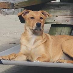 Carolina Dogs from Carolina Dogs Of The Forgotten Coast