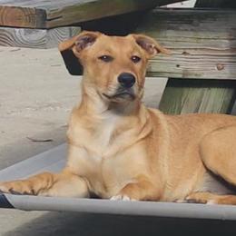 Carolina Dogs from Carolina Dogs Of The Forgotten Coast
