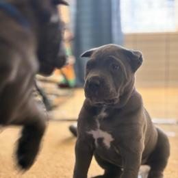 Nezuko - Gray female Cane Corso puppy in Mansfield, Texas from Majestic Pride Cane Corso LLC