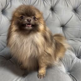 Fendi - Pomeranian