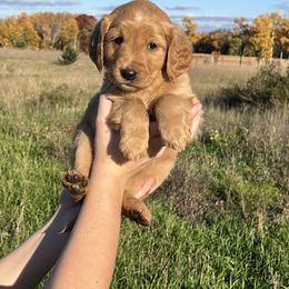 Golden Retriever Puppies from Johnson's Red