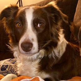 Miniature Australian Shepherds from Kiwis Aussies