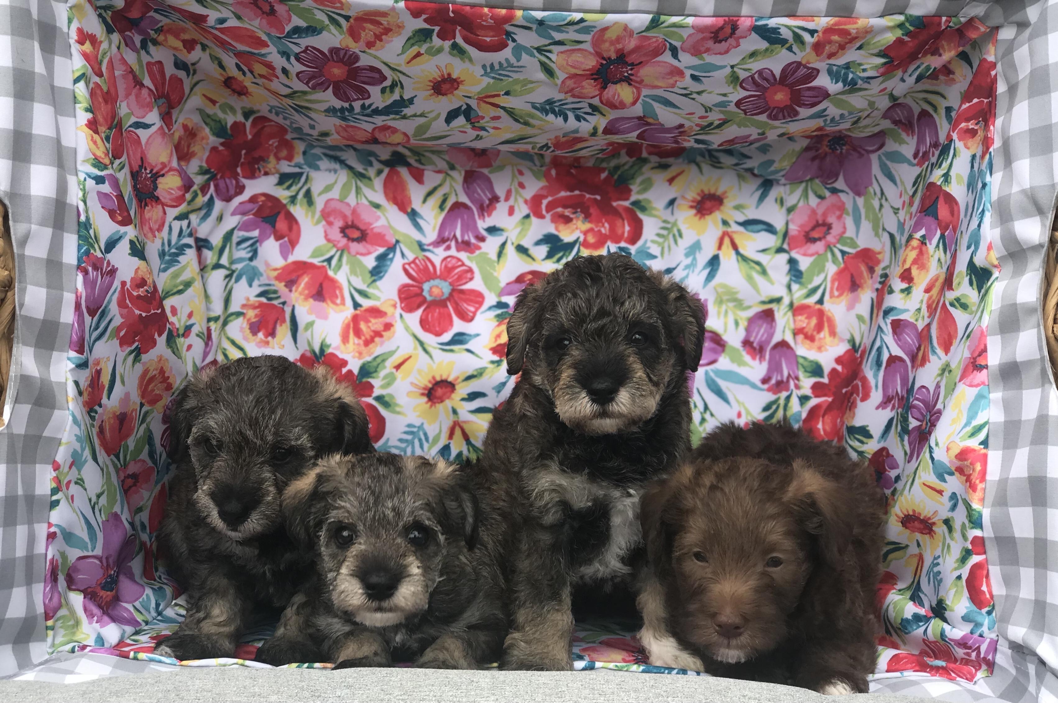 Dood Ranch in West Virginia | Goldendoodle, Sheepadoodle or Schnoodle ...