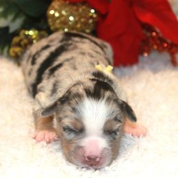 Rain - Blue merle female Miniature Australian Shepherd puppy in Ionia, Iowa from Sapphire Stables
