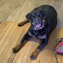 5th female - Black and mahogany female Rottweiler puppy in Hamburg, New York from World Class Rottweilers And French bulldogs