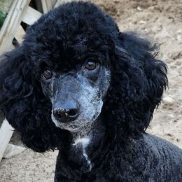 Stewart - Poodle