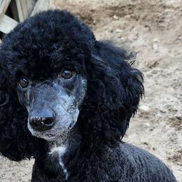 Stewart - Poodle