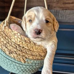 BUNCO - Parti male Labradoodle puppy in Sussex, Wisconsin from Dancing Doodles