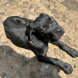 Jaws - Black male Cane Corso puppy in Elyria, Ohio from Ballard Corsos