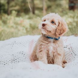 Blue boy - Buff male Cockapoo puppy in Missoula, Montana from Big Sky Cockapoos