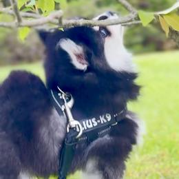Pomskies from Blue Water Pomskies