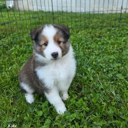 Ozzy - Sable and white male Shetland Sheepdog puppy in Greenfield, Ohio from KJAV Shetland Sheepdogs