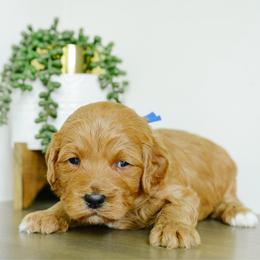Forest - Red  male Goldendoodle puppy in Spanish Fork, Utah from K Brand Doodles