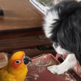 Greta - Japanese Chin