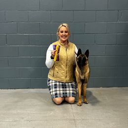 Belgian Malinois, Dachshund, and Dutch Shepherd Puppies from Paws Laws k9