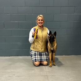 Belgian Malinois, Dachshund, and Dutch Shepherd Puppies from Paws Laws k9