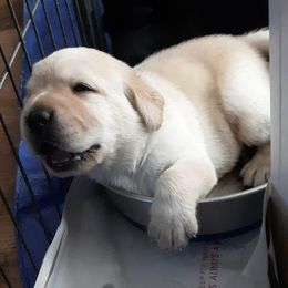 Labrador Retriever Puppies from Lorlyn Labradors