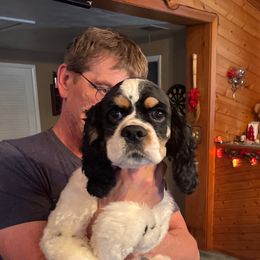 Solomon - Cocker Spaniel