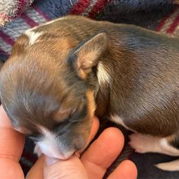 Chocolate cream pie girl - Piebald female Dachshund puppy in Hermosa, South Dakota from Sassafras Dachshunds