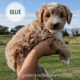 Ollie - Caramel ice male Golden Aussiedoodle puppy in Hyrum, Utah from Goldendoodledoo Farms