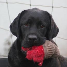 Labrador Retrievers from Davenport Hollow