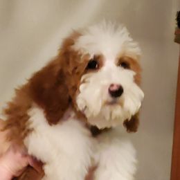Boy 1 - Bernedoodle puppy in Schertz, Texas from Kat's Teddydoodles