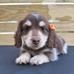 Dachshunds from Lucy’s Mini Doxies