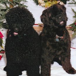 Portuguese Water Dog All Grown Up from Chien D’Eau Portuguese Water Dogs
