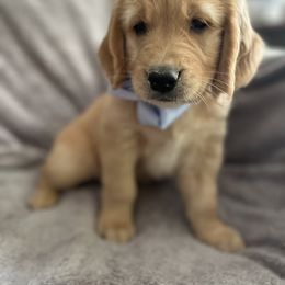 Girl 2 - Golden Retriever puppy in Battle Creek, Michigan from Brown Family Goldens