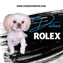Rolex - Shih Tzu