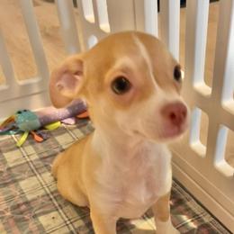 Robbie - Fawn and white male Chihuahua puppy in North Carolina & Lake Placid., North Carolina from Precious Petite Puppies
