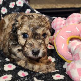 Twister - Sable male Poodle puppy in Harrisonville, Missouri from Kurly Q Poodles